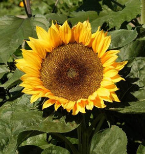 Sunflower - Sunspot (Dwarf) (Seeds)