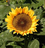 Sunflower - Sunspot (Dwarf) (Seeds)