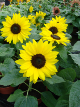 Sunflower - Suntastic Yellow and Black (Seeds)