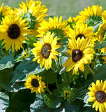 Sunflower - Suntastic Yellow and Black (Seeds)