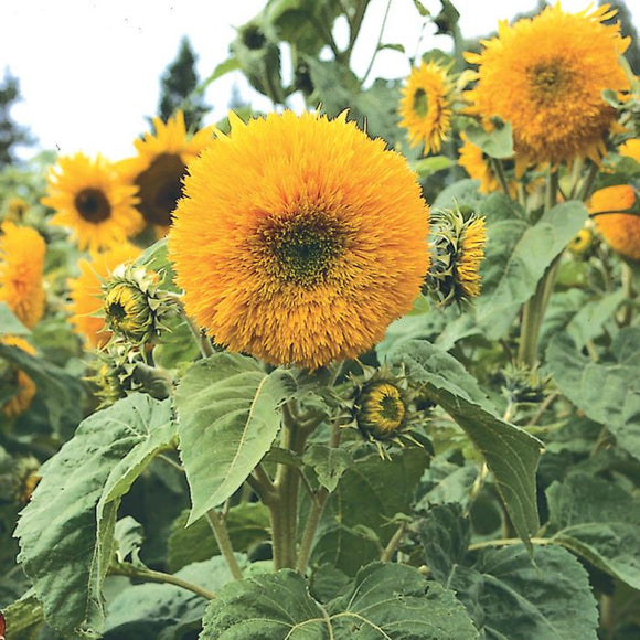 Sunflower - Tall Sungold (Seeds)