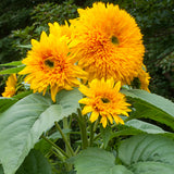 Sunflower - Tall Sungold (Seeds)