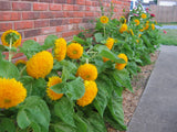 Sunflower - Teddy Bear (Dwarf) (Seeds)