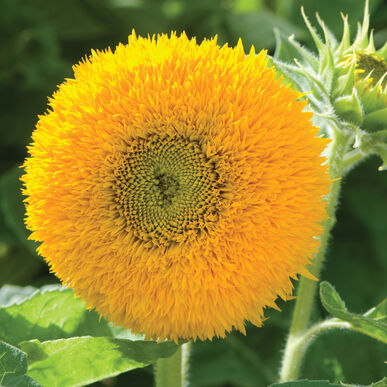 Sunflower - Teddy Bear (Dwarf) (Seeds)