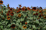 Sunflower - Velvet Queen (Seeds)