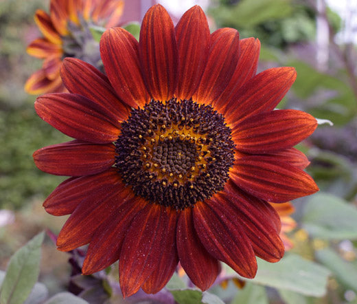 Sunflower - Velvet Queen (Seeds)