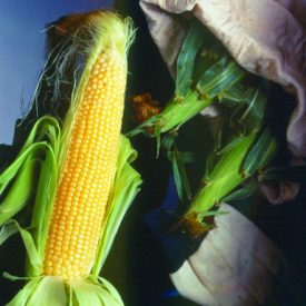 Corn - Big Jim III (Sweet Corn)