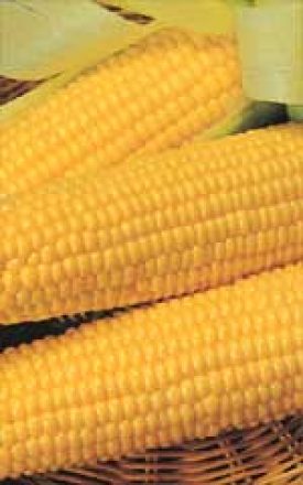 Corn - Bodacious (Sweet Corn) (Seeds)