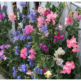 Sweet Peas - Bijou Mixed Colours (Seeds)