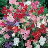 Sweet Peas - Bijou Mixed Colours (Seeds)