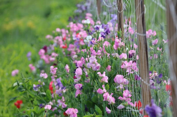 Sweet Peas - Everlasting Mixed Colours (Seeds)