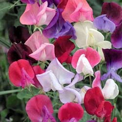 Sweet Peas - Royal Family Mixed Colours (Seeds)
