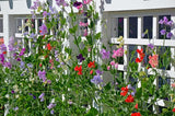 Sweet Peas - Royal Family Mixed Colours (Seeds)