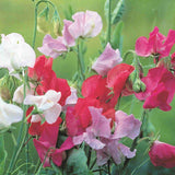 Sweet Peas - Royal Family Mixed Colours (Seeds)