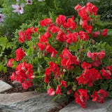 Sweet Peas - Royal Scarlet (Seeds)