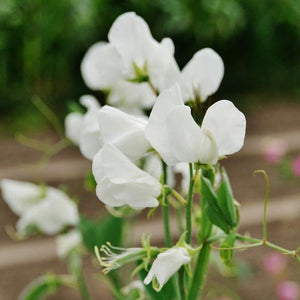 Sweet Peas - Royal White (Seeds)