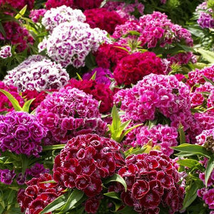 Sweet William - Giant Single Mixed (Seeds)