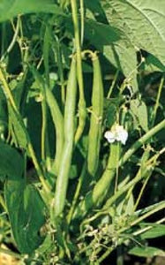 Bean - Tendergreen (Green Bush Bean) JUMBO (Seeds)