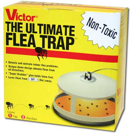 The Ultimate Flea Trap – Sunset Nursery1