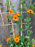 Thunbergia (Black-Eyed Susan Vine) (Seeds)