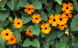 Thunbergia (Black-Eyed Susan Vine) (Seeds)