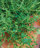 Thyme (Common) (Seeds)