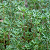 Thyme (Common) (Seeds)