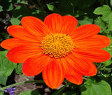 Tithonia Torch (Mexican Sunflower) (Seeds)