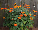 Tithonia Torch (Mexican Sunflower) (Seeds)