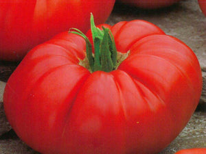 Tomato - Costoluto Genovese (Seeds)