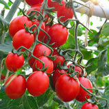 Tomato - Principe Borghese