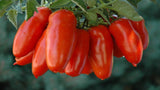 Tomato - San Marzano (Improved Roma) (Seeds)