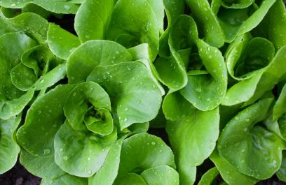 Lettuce - Tom Thumb Organic (Seeds)