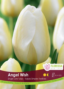 Tulip Bulbs - Angel Wish