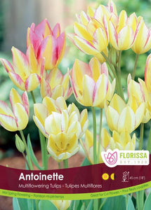 Tulip Bulbs - Antoinette