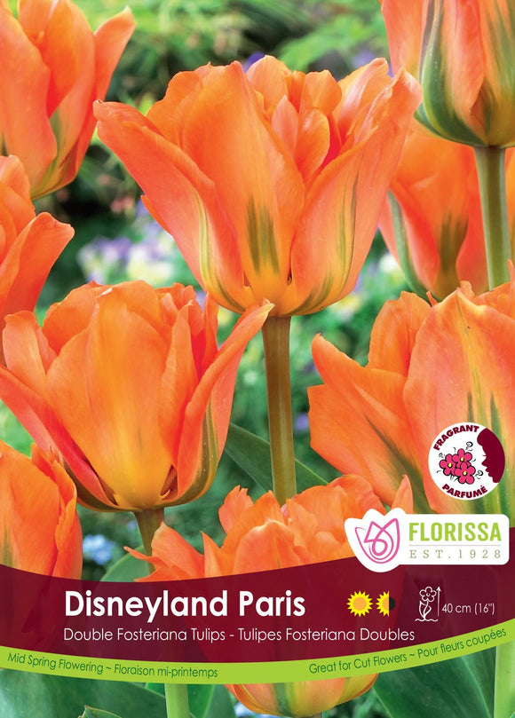 Tulip Bulbs - Disneyland Paris