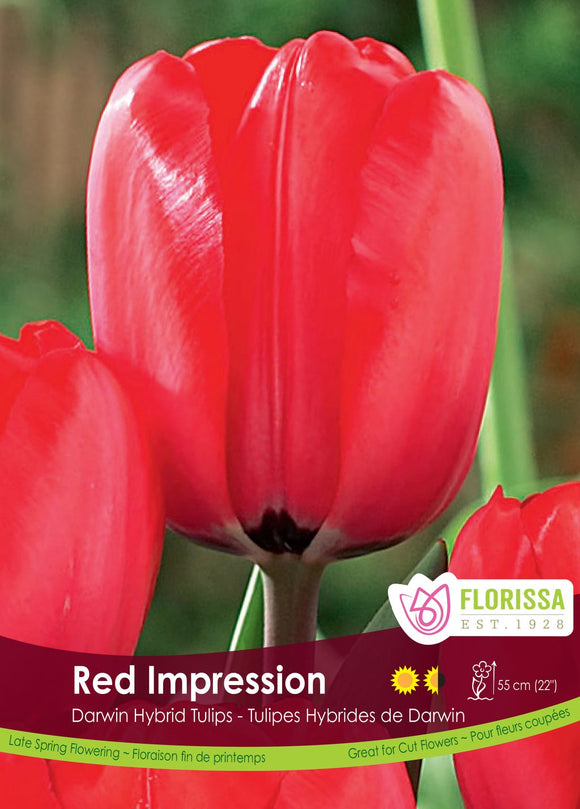 Tulip Bulbs - Red Impression
