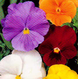 Viola - Mixed Colours (Seeds)