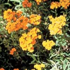 Wallflower - Double mixed (Seeds)