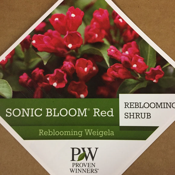 Weigela - Sonic Bloom Red