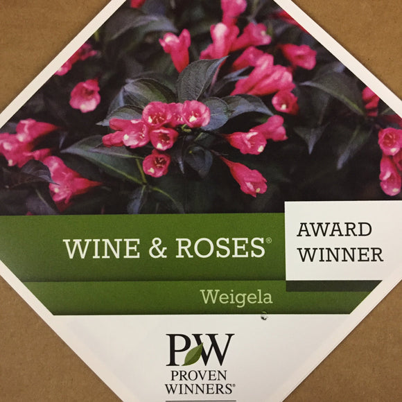 Weigela - Wine & Roses