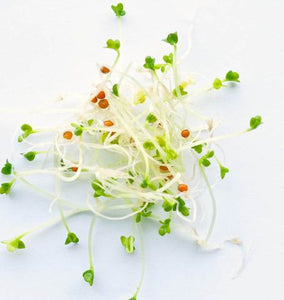 Yellow Mustard Sprouts