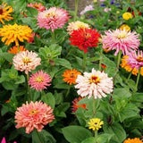 Zinnia - Cactus Flowered Mixed Colours (Seeds)