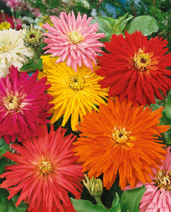 Zinnia - Cactus Flowered Mixed Colours (Seeds)