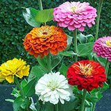 Zinnia - Giants of California Mixed (Seeds)