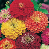 Zinnia - Giants of California Mixed (Seeds)
