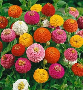 Zinnia - Pom Pom or Lilliput Mixed (Seeds)