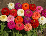 Zinnia - Pom Pom or Lilliput Mixed (Seeds)