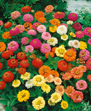 Zinnia - Thumbelina Mixed Colours (Seeds)