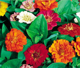 Zinnia - Thumbelina Mixed Colours (Seeds)